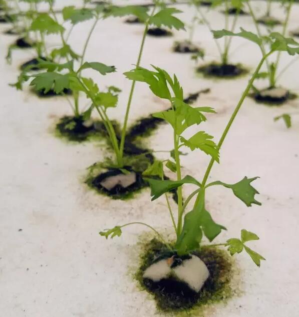 十大外围足球平台app